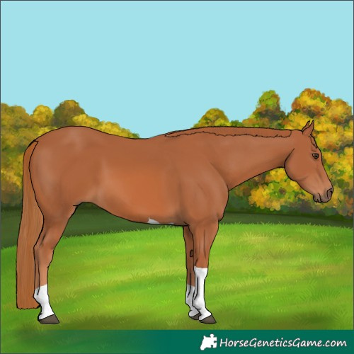 Horse Color:Chestnut Tobiano 