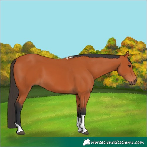 Horse Color:Bay Tobiano