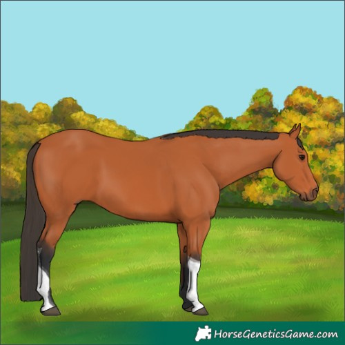 Horse Color:Bay Tobiano 