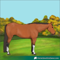 Horse Color:Bay Tobiano