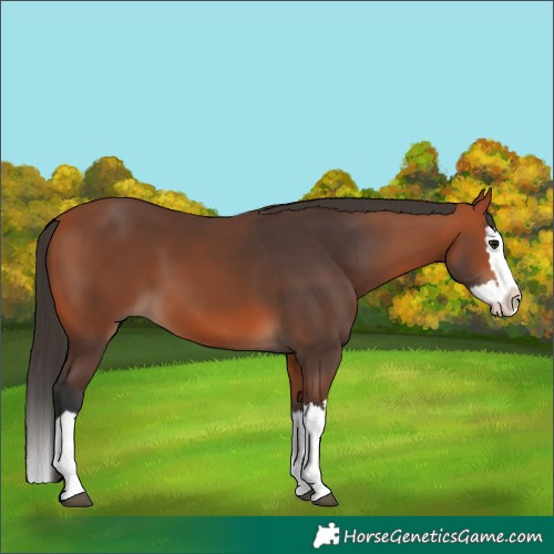 Horse Color:Bay Splash 