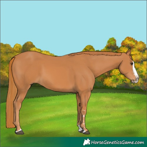 Horse Color:Chestnut Splash 