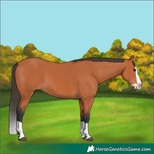 Horse Color:Bay Splash 