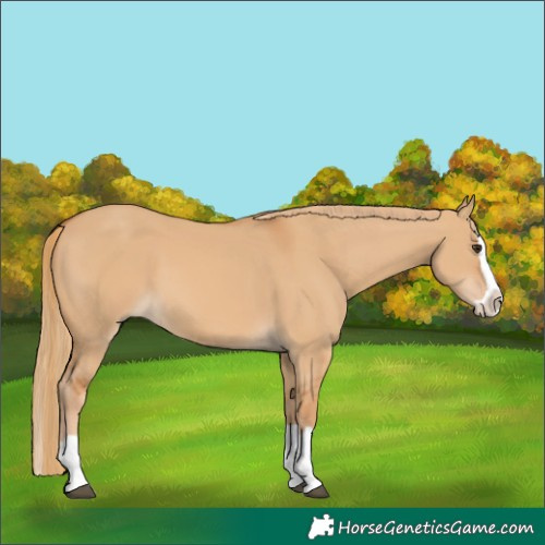 Horse Color:Red Dun Splash 
