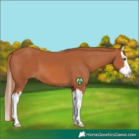 Horse Color:Chestnut Splash 