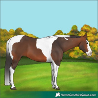 Horse Color:Bay Splash Tobiano 