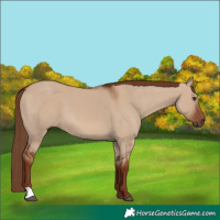 Horse Color:Red Dun 