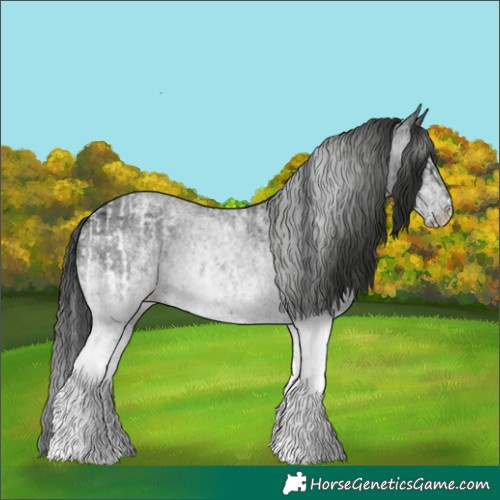 Horse Color:White Spotted Blue Roan Rabicano and Gray White Spotted Blue Roan Rabicano
