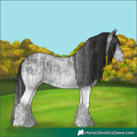 Horse Color:White Spotted Blue Roan Rabicano  and Gray White Spotted Blue Roan Rabicano 