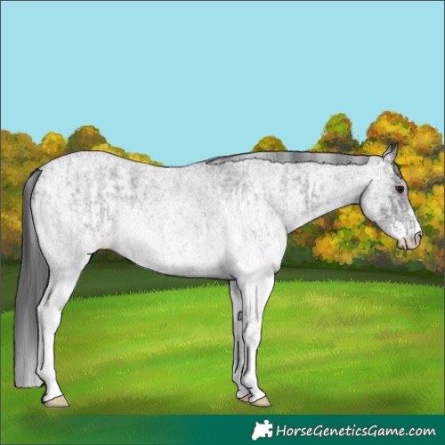 Horse Color:White Spotted Blue Roan Rabicano  and White Spotted Blue Roan Rabicano 