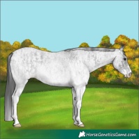 Horse Color:White Spotted Blue Roan Rabicano  and White Spotted Blue Roan Rabicano 
