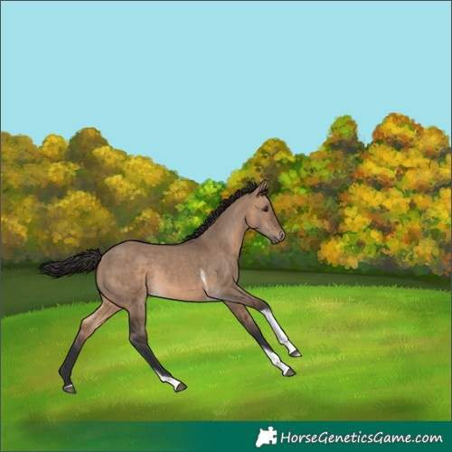 Horse Color:Brown Dun Tobiano 