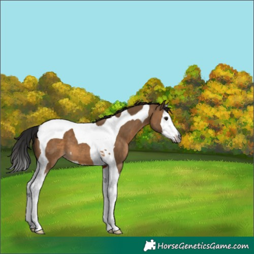 Horse Color:Gray Brown Dun Splash Tobiano 