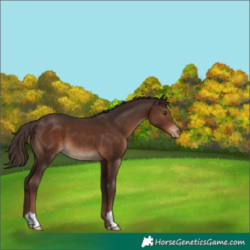 Horse Color:Liver Chestnut Appaloosa 