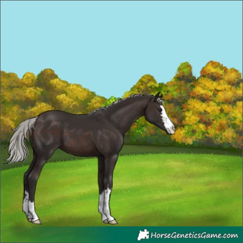 Horse Color:Silver Brown 