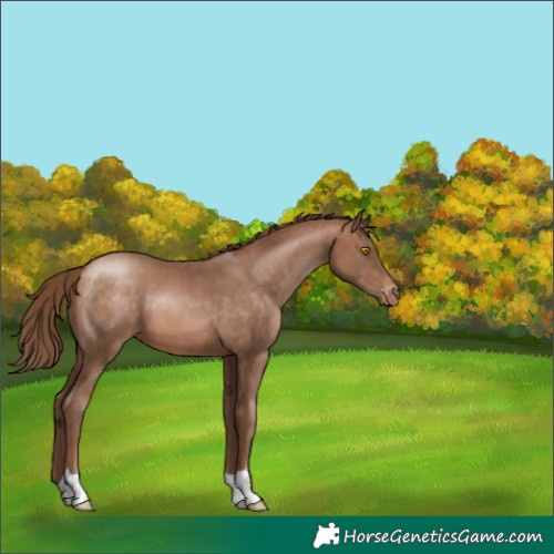 Horse Color:Brown Pearl Appaloosa