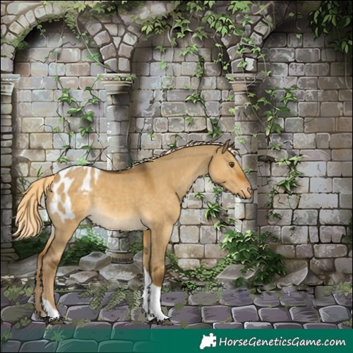 Horse Color:Chocolate Palomino Dun Mushroom Tobiano Appaloosa Rabicano 