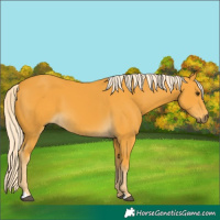 Horse Color:Palomino