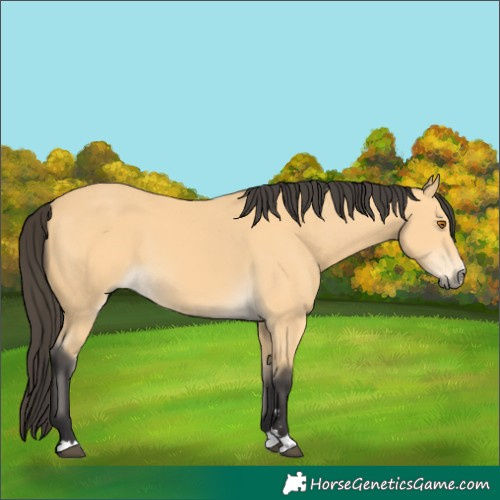 Horse Color:Buckskin 