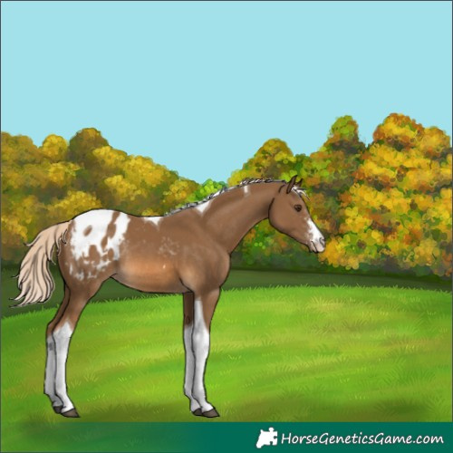 Horse Color:Chocolate Palomino Sabino Tobiano Appaloosa Rabicano 