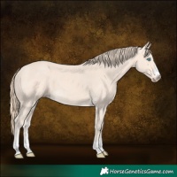 Horse Color:Perlino