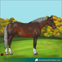 Horse Color:Silver Brown Tobiano 
