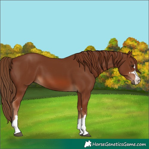 Horse Color:Chestnut 
