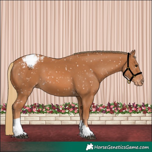 Horse Color:Chestnut Tobiano Appaloosa 