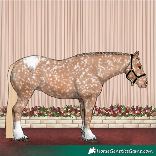 Horse Color:Chestnut Tobiano Appaloosa