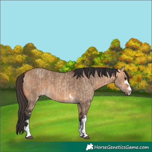 Horse Color:Bay Dun  and Bay Dun 