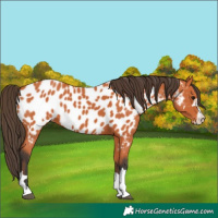 Horse Color:Bay Near Leopard