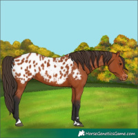 Horse Color:Bay Appaloosa 