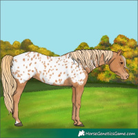 Horse Color:Chestnut Blanket