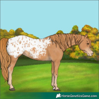 Horse Color:Chestnut Appaloosa 