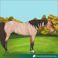 Horse Color:Bay Roan