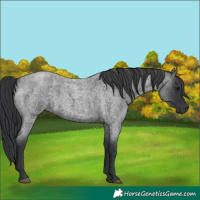 Horse Color:Blue Roan