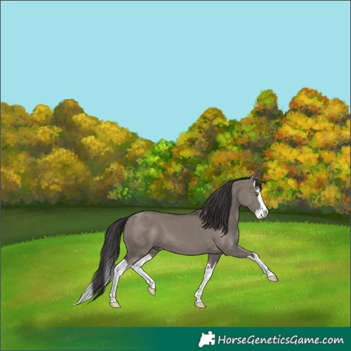 Horse Color:Smoky Grullo Splash 