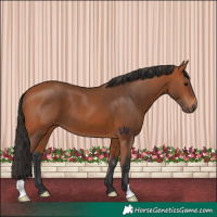 Horse Color:Bay 