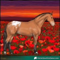 Horse Color:Bay Blanket 
