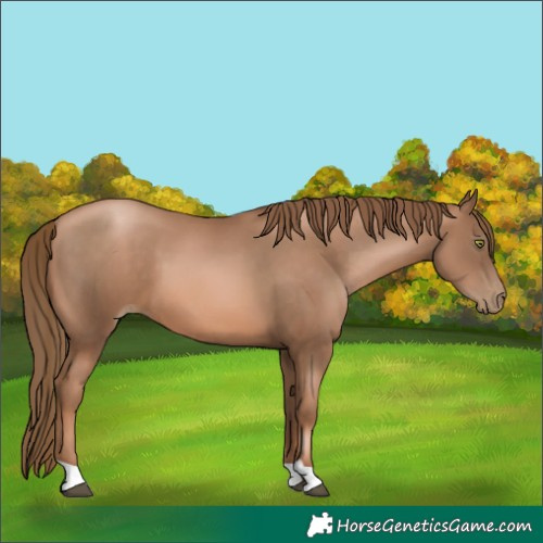 Horse Color:Liver Chestnut Pearl 