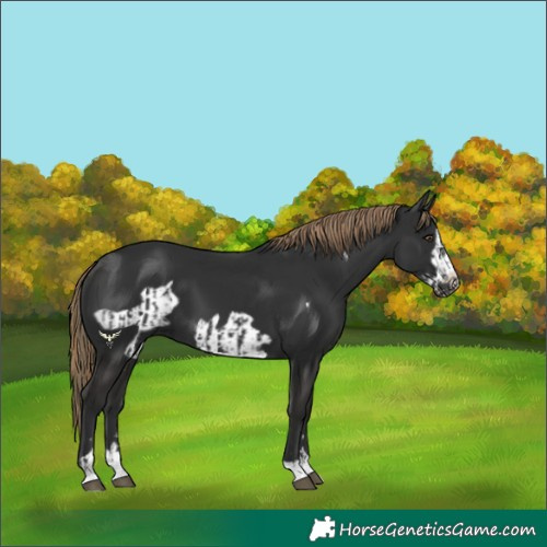 Horse Color:Liver Chestnut  and Liver Chestnut Frame 