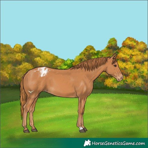 Horse Color:Chestnut Appaloosa 