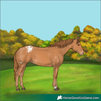 Horse Color:Chestnut Appaloosa 