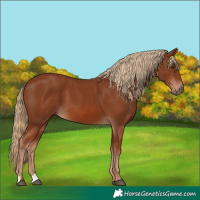 Horse Color:Chestnut 