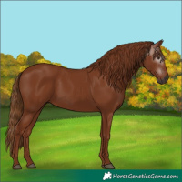 Horse Color:Gray Chestnut