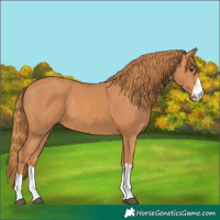 Horse Color:Chestnut 