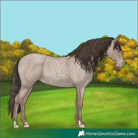 Horse Color:Classic Champagne Roan 