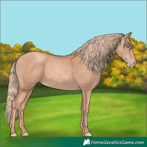 Horse Color:Gold Champagne 