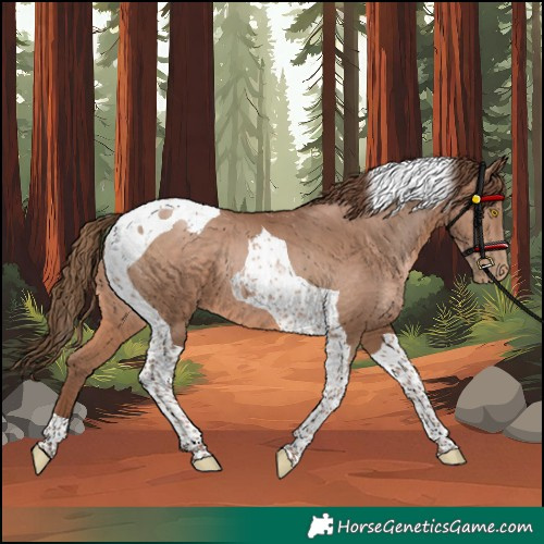 Horse Color:Brown Pearl Tobiano 