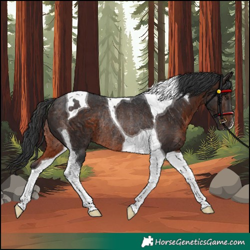 Horse Color:Brown Tobiano Rabicano 